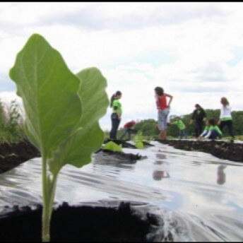 A close-up of a plant budding. A group of kids under a cloudy sky are out of focus in the background. Color photograph.