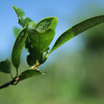 Close-up to a plant.
