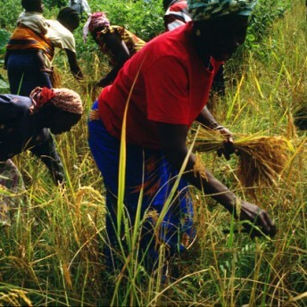 A woman in the foreground, wearing bright red shirt, blue wrap skirt, and headwrap, is collecting stalks of wheat with one hand and holds the bushel of wheat in her other hand. Other women and children are seen behind her in the field collecting wheat as well.