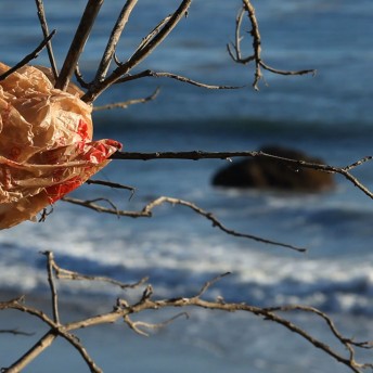 Still from Bag It. Insert of a plastic bag stuck on a tree branch. The ocean is in the background and out of focus.