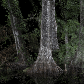 A pond with tall trees.
