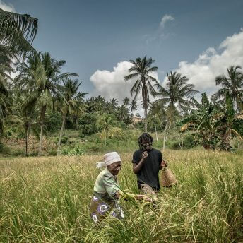 A still from The Letter. Two people stand in the middle of a large field filled with tall grass. Palm trees populate the horizon behind them. It is daytime and the sky is blue and sunny.