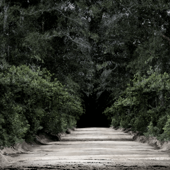 A soil path, surrounded by green vegetation.