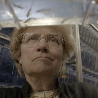 Headshot from below of a woman intently watching a tank of small fish with a serious expression.