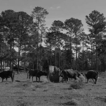 Livestock at a feeding station in a field, some of them eat hey. Black and white shot.