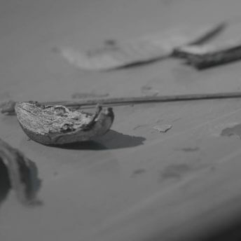 Close-up of seeds. Black and white shot.