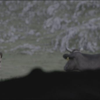 A still from the Last Nomads. A person's head pokes up from behind a structure. They are standing next to a cow, part of which is also obscured by the same structure. A large green mountain is in the background.