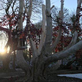 Production still from Game of Thrones: The Last Watch. Jeanie Finlay standing with her back to the camera. She is standing in a cherry picker's cradle and is filming The Godswood Tree, which has a massive white trunk and red leaves.