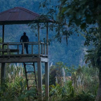 A forest guard is standing on a watchtower overlooking a clearing in a rain forest at dusk.