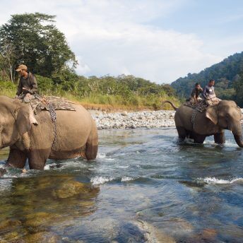 Scenes of an Indian forest with elephants crossing a river.