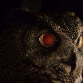 A close profile of an owl's face. One eye is distinctively red and machine-like.