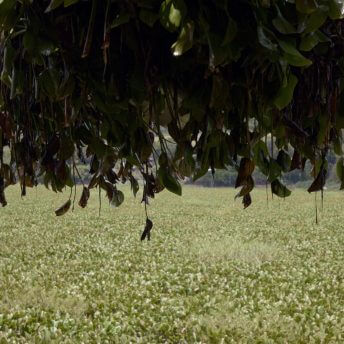 water hyacinth plants dangle from an excavator clamp over a backdrop of thick layers of hyacinth that have formed over a body of water.
