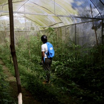 A woman stands in the middle of a greenhouse filled with growing crops. The woman is giving her back to the camera, she is wearing pants, a t-shirt, a blue backpack and she has her hands in her pockets.