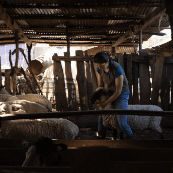 A woman herds sheep.